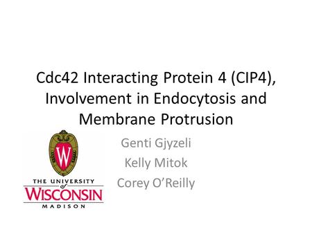 Cdc42 Interacting Protein 4 (CIP4), Involvement in Endocytosis and Membrane Protrusion Genti Gjyzeli Kelly Mitok Corey O’Reilly.