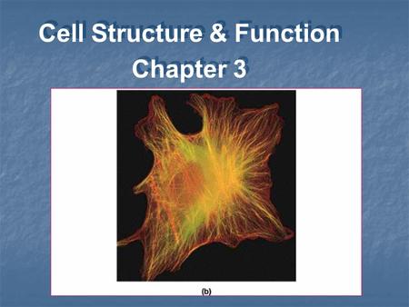 Cell Structure & Function