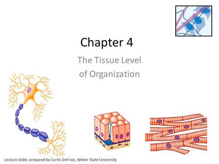 The Tissue Level of Organization