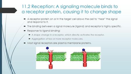 11.2 Reception: A signaling molecule binds to a receptor protein, causing it to change shape A receptor protein on or in the target cell allows the cell.