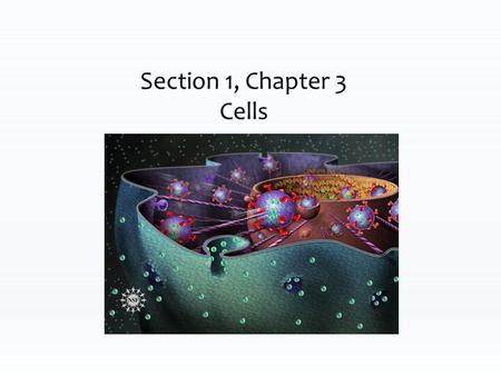 Overview Basic unit of life 75 Trillion cells in human body Vary in size and shapes Over 260 types of cells in body i.e. neurons, muscle, bone, blood.