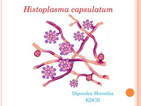 Histoplasma capsulatum