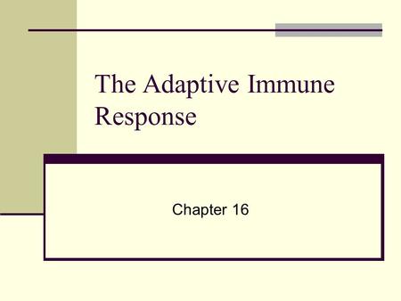 The Adaptive Immune Response