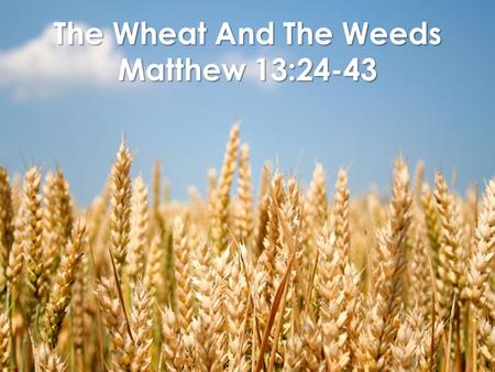 The Wheat And The Weeds Matthew 13:24-43. PROVERBS 24:30-31 I passed by the field of the sluggard And by the vineyard of the man lacking sense, And behold,