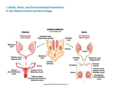 I. Allelic, Genic, and Environmental Interactions