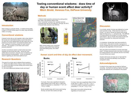 Testing conventional wisdoms: does time of day or human scent affect deer activity? Mitch Strobl, Vanessa Fox, DePauw University Introduction Deer hunting.