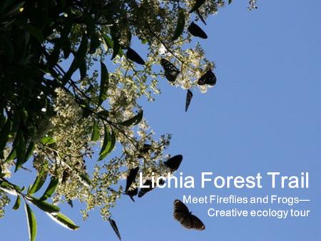 Lichia Forest Trail Meet Fireflies and Frogs— Creative ecology tour.