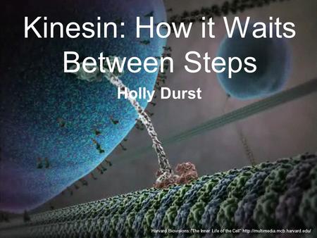 Kinesin: How it Waits Between Steps Harvard Biovisions: “The Inner Life of the Cell”  Holly Durst.