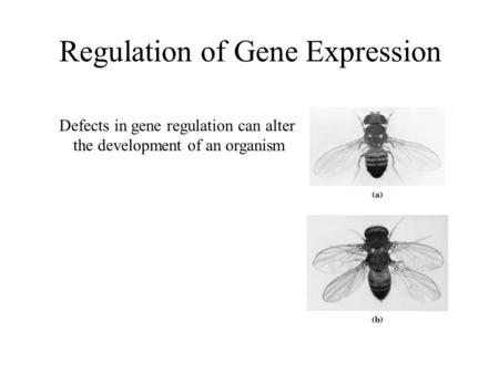 Regulation of Gene Expression