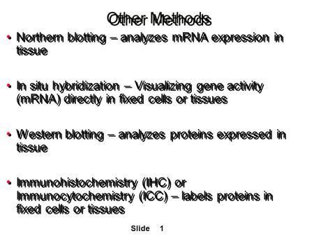 1Slide Other Methods Northern blotting – analyzes mRNA expression in tissue In situ hybridization – Visualizing gene activity (mRNA) directly in fixed.