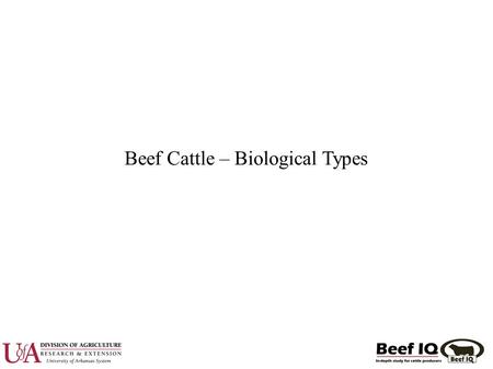 Beef Cattle – Biological Types. Biological Type ● Bos taurus vs Bos indicus ● Temperate vs Tropically Adapted ● Early vs Late Maturing ● High vs Low Maintenance.