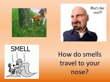 How do smells travel to your nose?