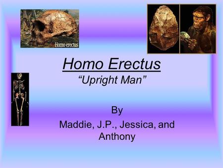 Homo Erectus “Upright Man”