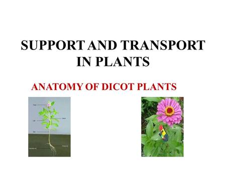 SUPPORT AND TRANSPORT IN PLANTS