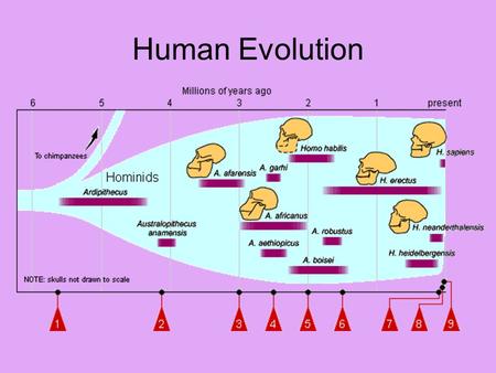 Human Evolution.