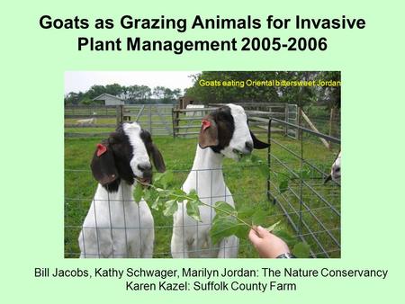 Goats as Grazing Animals for Invasive Plant Management 2005-2006 Bill Jacobs, Kathy Schwager, Marilyn Jordan: The Nature Conservancy Karen Kazel: Suffolk.