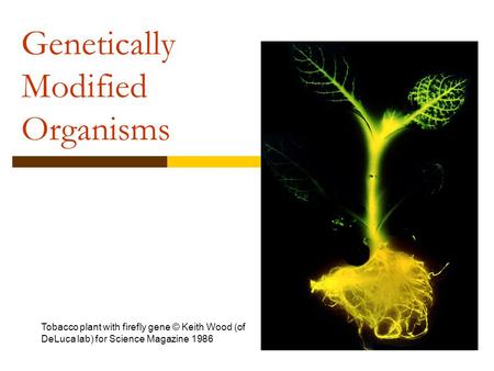 Genetically Modified Organisms Tobacco plant with firefly gene © Keith Wood (of DeLuca lab) for Science Magazine 1986.