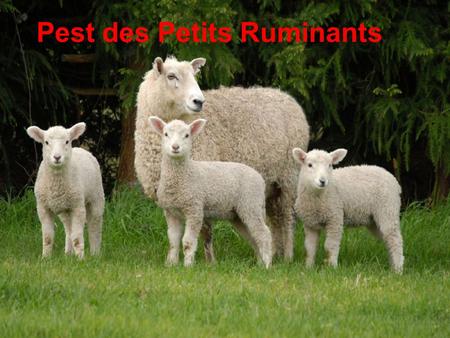 Pest des Petits Ruminants