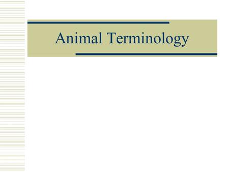 Animal Terminology. Bovine  Means What? Cattle * Cows – mature females that can reproduce * Steers – castrated male cattle that cannot reproduce * Bullocks.