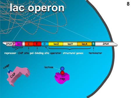 DNA lacZ lacI O lacY lacA C E P rep T CAP repressor CAP site pol-binding site operator structural genes terminator lac operon lactose cAMP 8.