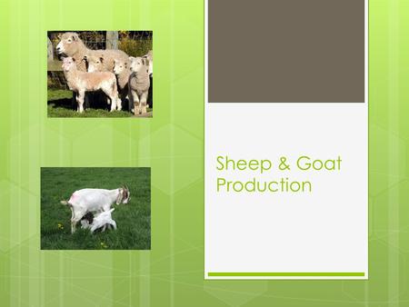 Sheep & Goat Production