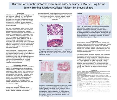 Introduction Antibodies have highly specific binding sights which bind to complex molecules such as proteins and glycoproteins. In this study, antibodies.