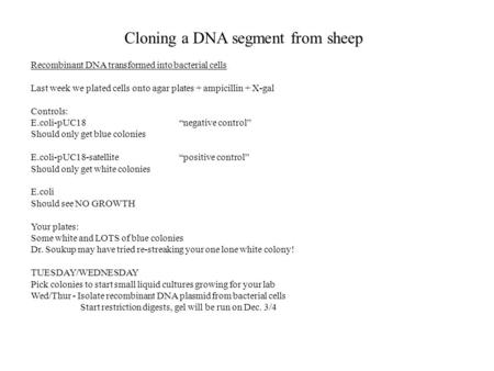 Cloning a DNA segment from sheep Recombinant DNA transformed into bacterial cells Last week we plated cells onto agar plates + ampicillin + X-gal Controls: