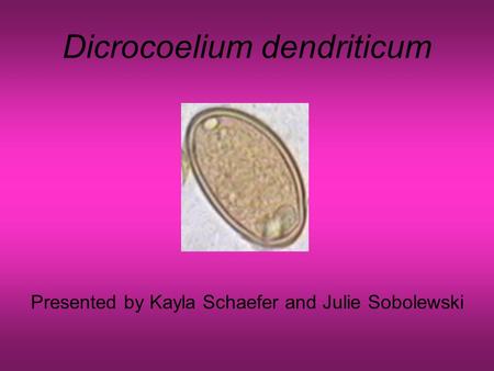 Dicrocoelium dendriticum