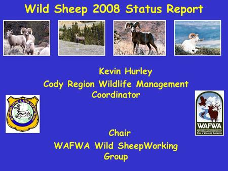 Wild Sheep 2008 Status Report Kevin Hurley Cody Region Wildlife Management Coordinator Chair WAFWA Wild SheepWorking Group.