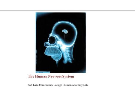 The Human Nervous System