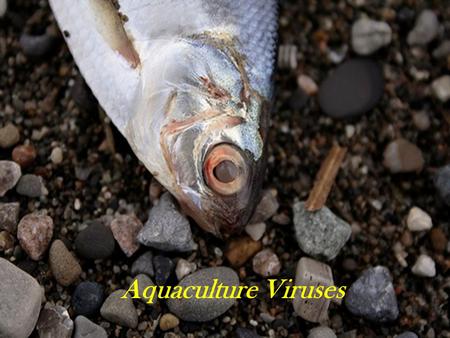 Aquaculture Viruses.