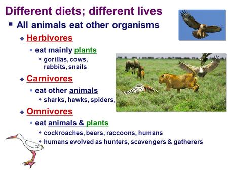 Different diets; different lives