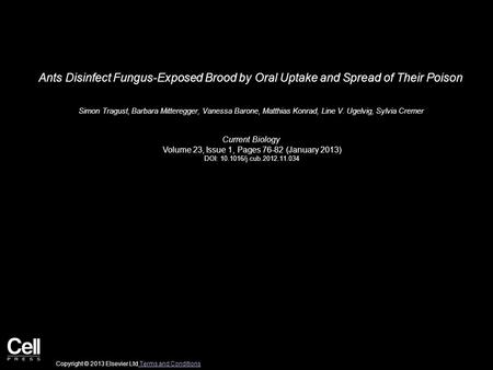 Ants Disinfect Fungus-Exposed Brood by Oral Uptake and Spread of Their Poison Simon Tragust, Barbara Mitteregger, Vanessa Barone, Matthias Konrad, Line.