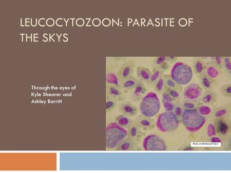 LEUCOCYTOZOON: PARASITE OF THE SKYS Through the eyes of Kyle Shearer and Ashley Barritt.