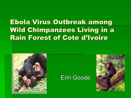 Ebola Virus Outbreak among Wild Chimpanzees Living in a Rain Forest of Cote d’Ivoire Erin Goode Erin Goode.