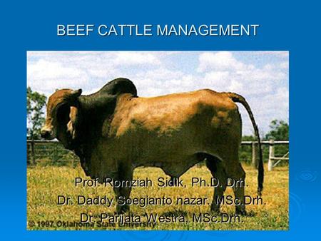 BEEF CATTLE MANAGEMENT Prof. Romziah Sidik, Ph.D. Drh. Dr. Daddy Soegianto nazar. MSc.Drh. Dr. Parijata Westra, MSc.Drh.