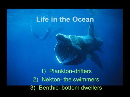 Plankton-drifters Nekton- the swimmers Benthic- bottom dwellers