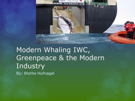 Modern Whaling IWC, Greenpeace & the Modern Industry By: Blythe Hufnagel.