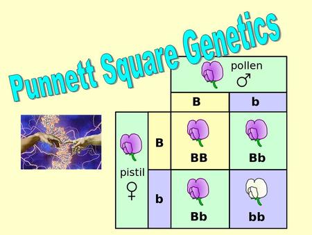 Punnett Square Genetics Intro. Trait: genetically determined feature of an organism Gene: a section of a chromosome that codes for a trait; you have 2.