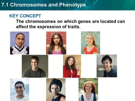 KEY CONCEPT  Phenotype is affected by many different factors.