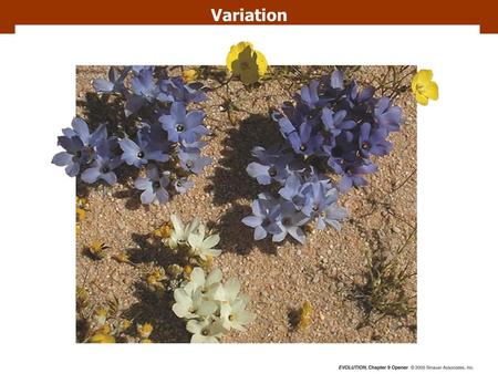 Variation. 9.1 Phenotypic variation caused by genetic differences and by the environment Genetic variation is the foundation of evolution Understanding.