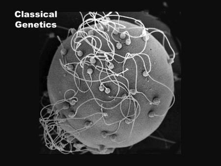 Classical Genetics. Humans have a long history of animal and plant breeding… but without an understanding of the underlying process Humans have a long.