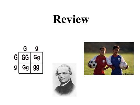 Review. Meiosis Draw a cell in interphase before and after replication with a diploid number 4. replication What would the haploid number of gametes be?