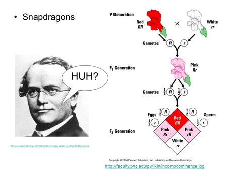 HUH? Snapdragons http://faculty.pnc.edu/pwilkin/incompdominance.jpg http://www.dobermann-review.com/info/genetics/mendels_genetic_laws/Gregor%20Mendel.jpg.