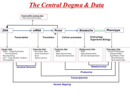 The Central Dogma & Data DNA mRNA Transcription Protei n Translation Metabolite Cellular processes Phenotype Embryology Organismal Biology Genetic Data.