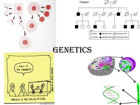 Genetics. What is Genetics? The branch of biology that seeks to explain biological variation Heredity: Transmission of characteristics (traits) from parent.