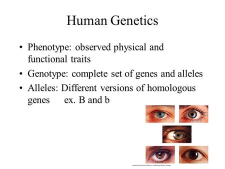 Human Genetics Phenotype: observed physical and functional traits