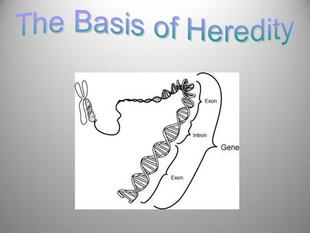 Inheritance – characteristics are passed through generations by genetic material (traits) Gregor Mendel - discovered the pattern of inheritance by studying.