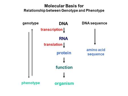 Relationship between Genotype and Phenotype