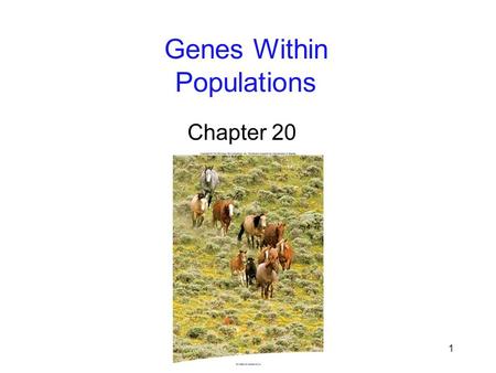 Genes Within Populations